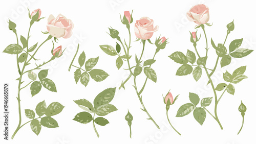 Delicate pink roses with green stems and leaves floral illustration