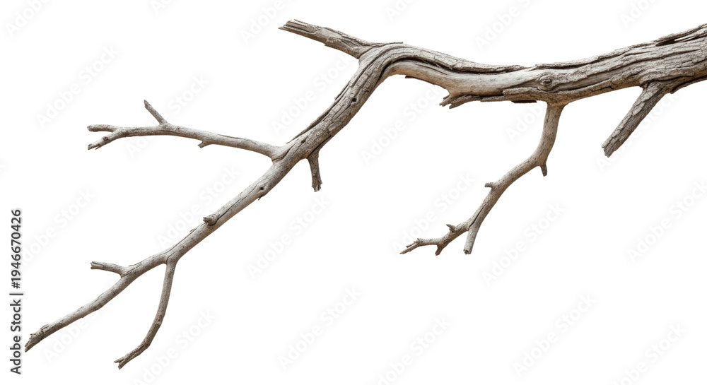 Fototapeta premium Dry tree branch cutout isolated on transparent bg, png