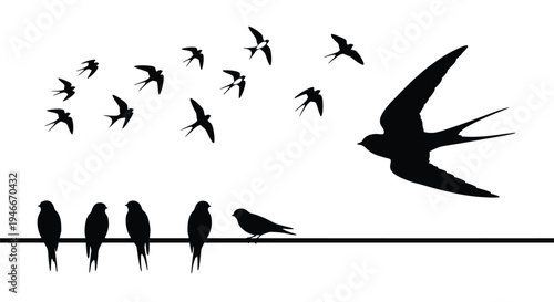 Black silhouette birds flying and sitting on a wire  peaceful scene