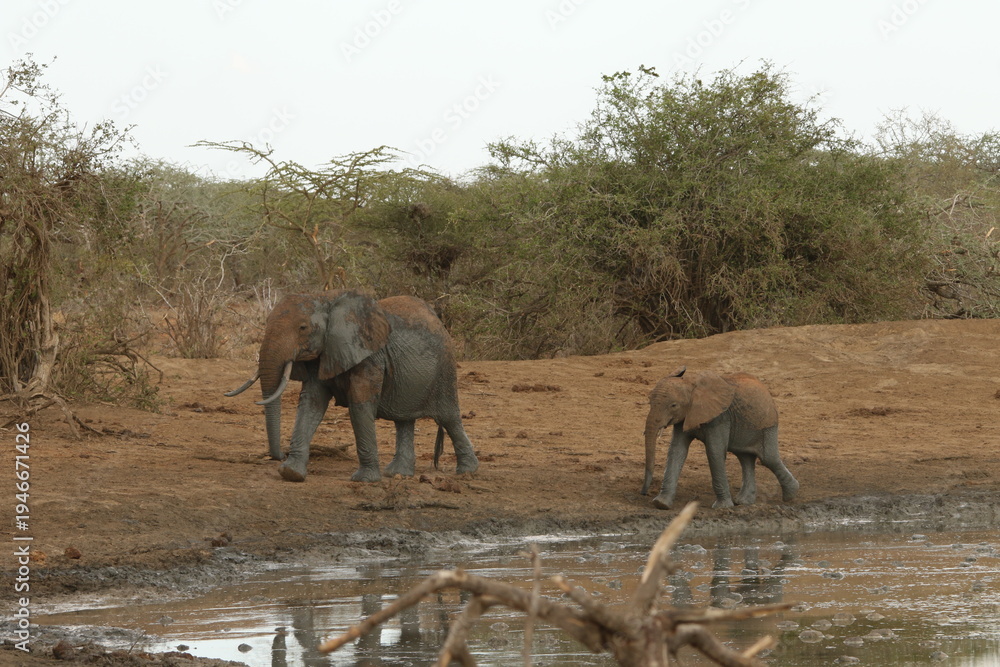 Fototapeta premium Young African Elephant walking along muddy waterhole edge 