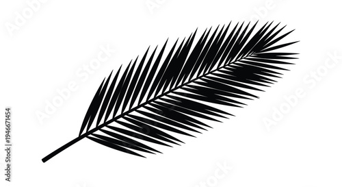 Large black palm leaf with many thin pointed segments  isolated on transparent background