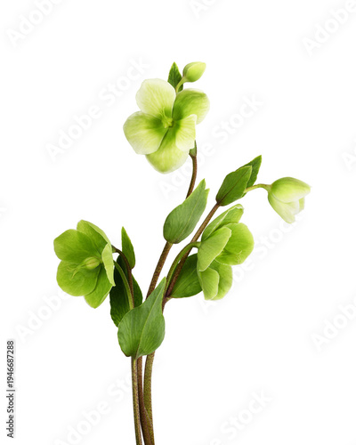 Green and white hellebore flowers in a small bouquet isolated on white or transparent background