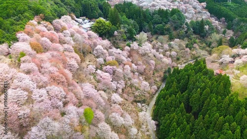 Aerial view of Mount Yoshino covered with hundreds of colorful cherry blossom trees in full bloom, in soft morning light, drone flies over the mountain path, sakura season in spring, Nara, Japan.