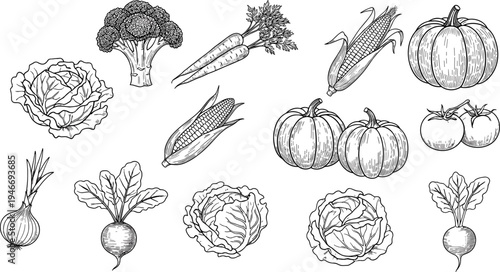 Hand drawn vegetable collection set with cabbage broccoli carrot corn pumpkin tomato onion radish, organic farm food line art illustration