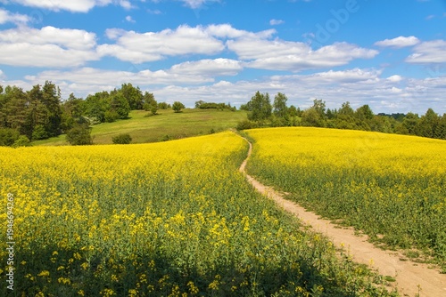 Field rapeseed canola colza Brassica napus path way