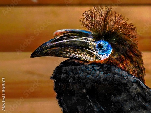 Black-casqued Hornbill Portrait