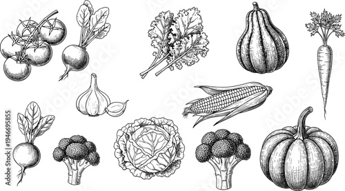 Hand drawn vegetable collection with tomato garlic cabbage broccoli corn carrot radish and pumpkin, organic farm food engraving style illustration