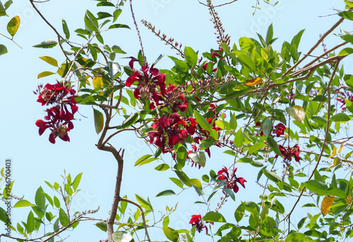Red flower branch with green leaves on tree under clear blue sky in daylight