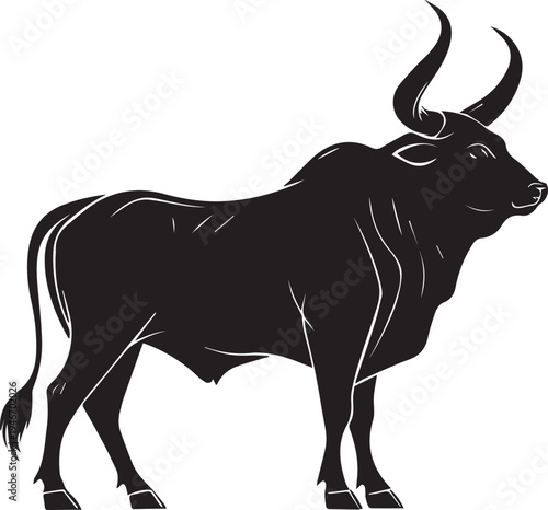 Zebu cattle Indian bull, sahiwal breed standing 