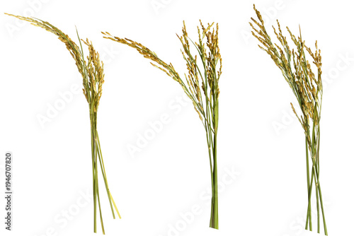 A close-up, isolated image of ripening jasmine rice stalks on a PNG file with a transparent background.
