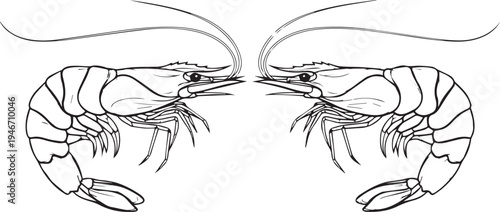 Symmetrical Shrimp Vector Illustration - Natural Style