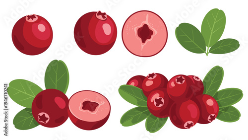 Set of vibrant red cranberry illustrations featuring whole berries, clusters with green leaves, and cross sections showing internal seeds.