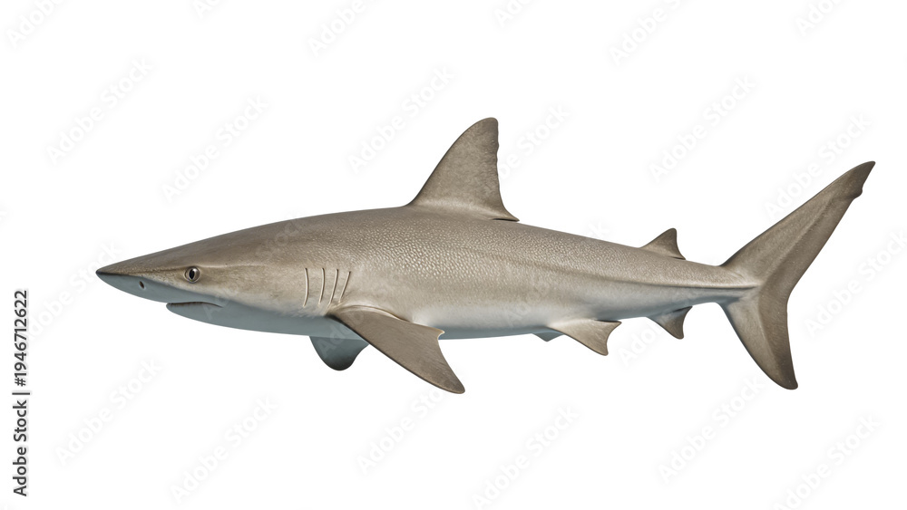 Fototapeta premium Grey shark swimming isolated on white background, full body side view