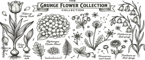 Grunge minimal charcoal or chalk spring summer flower collection. Vector illustration of ink hand drawn wild and garden herbs set. Wax crayon drawings. Floral silhouette elements for scrapbooking.