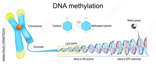 DNA methylation