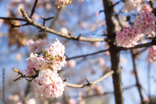 Delicate Pink Cherry Blossoms in Bloom