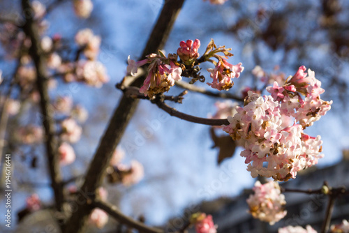 Delicate Pink Cherry Blossoms in Bloom