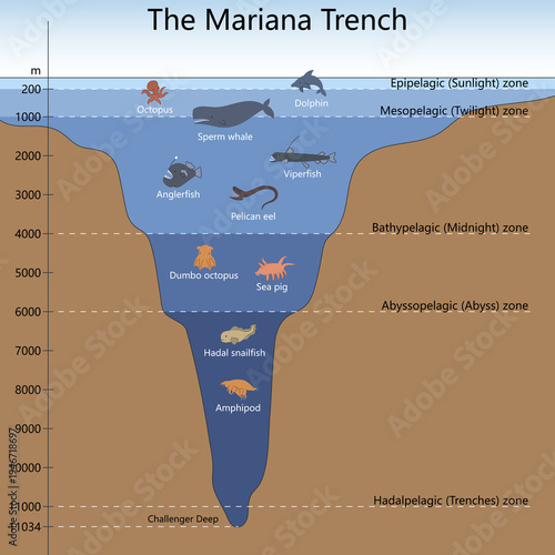 Photography Mariana Trench showing ocean depth zones and deep sea creatures from sunlight zone to Challenger Deep diagram hand drawn schematic raster
