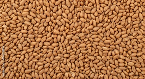 A full-frame, detailed view of raw wheat kernels presents a rich, earthy texture, highlighting the fundamental building blocks of nourishment and the essence of natural, unprocessed food.