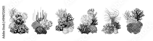Hand drawn coral reef groups. Underwater life sketch