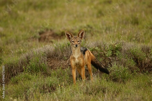 Photos Black backed jackal standing alert in African savanna