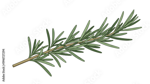Fresh sprig of rosemary herb with needle like green leaves shown in a detailed vector illustration for culinary use.