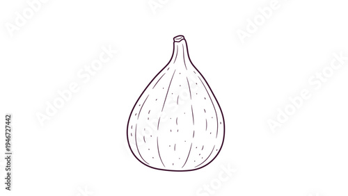 Simple line drawing of a single whole fig shows its characteristic bulbous shape and thin skin on a white background.
