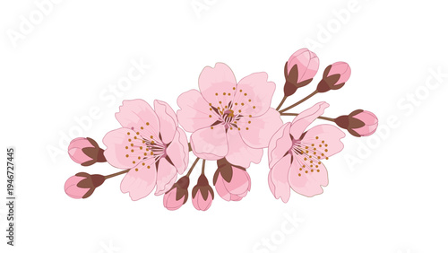 Cluster of delicate pink cherry blossoms and brown buds is artistically arranged against a clean white background.