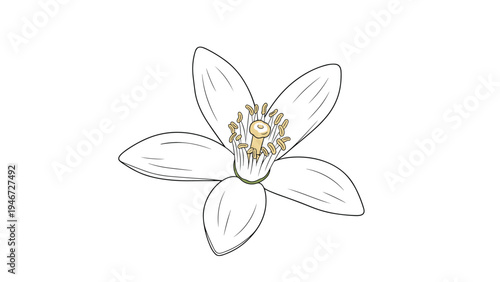Delicate white citrus flower blossom with yellow stamens is elegantly depicted in a fine line drawing style on a clean white background.