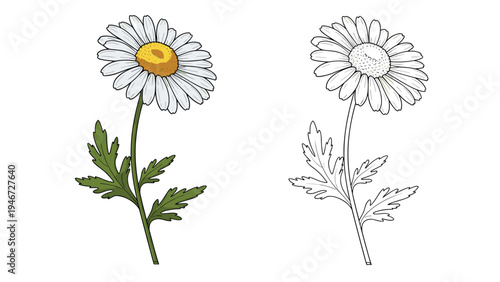 Beautiful chamomile or daisy flower with a green stem and leaves and its black and white line art version on white background.
