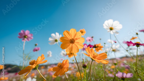  Colorful cosmos flowers blooming in sunny meadow with blue sky background