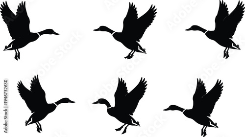 Set of flying duck silhouettes in different wing positions isolated on white background for hunting nature and wildlife conservation designs