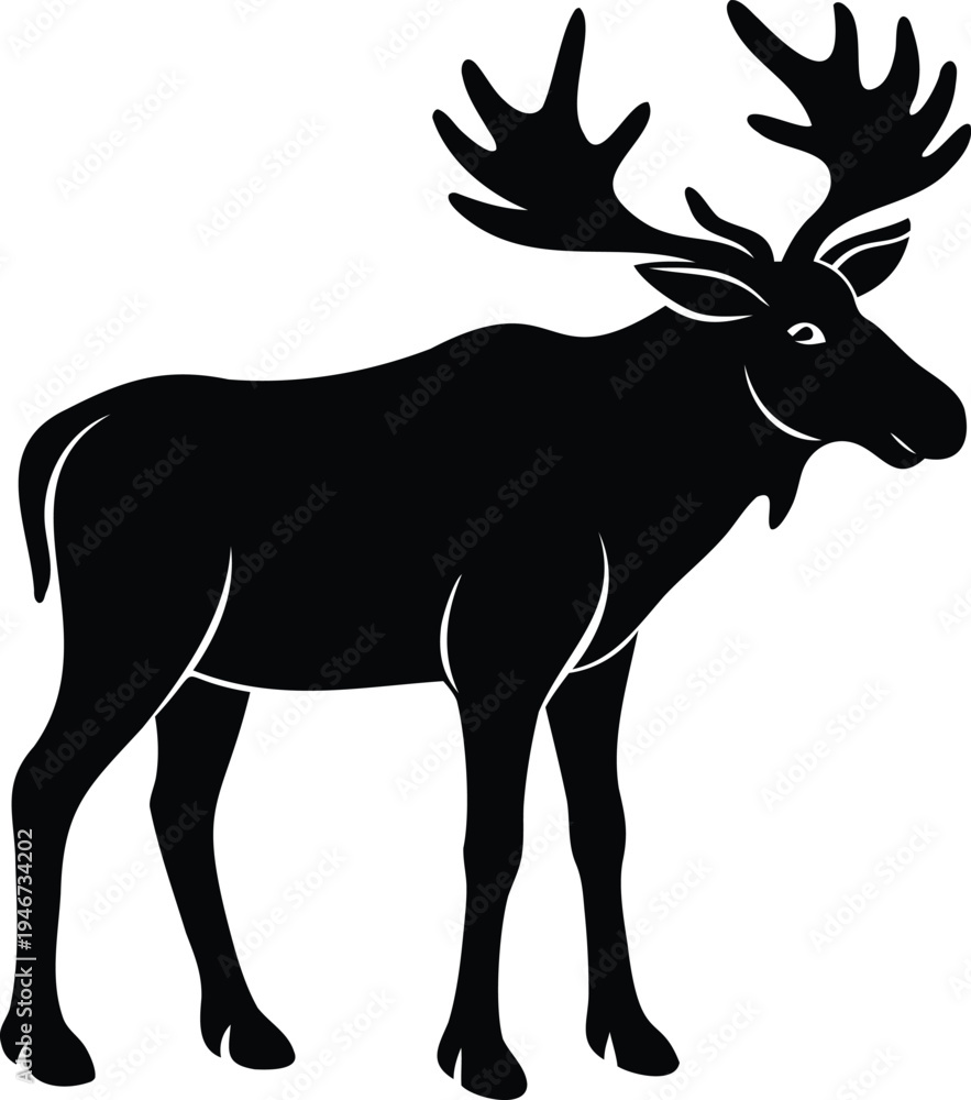 Obraz premium Moose standing profile view with large antlers on white background
