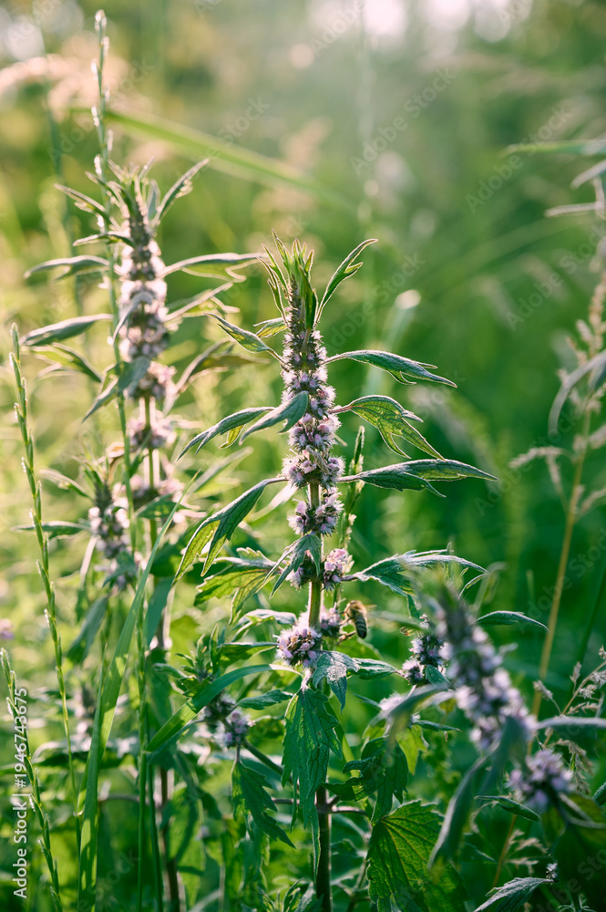 Naklejka premium Leonurus cardiaca with purple flowers and green leaves in summer garden.