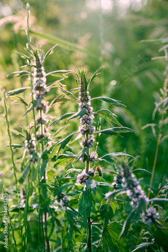Leonurus cardiaca with purple flowers and green leaves  in summer garden.