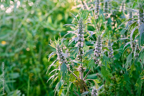 Leonurus cardiaca with purple flowers and green leaves  in summer garden.