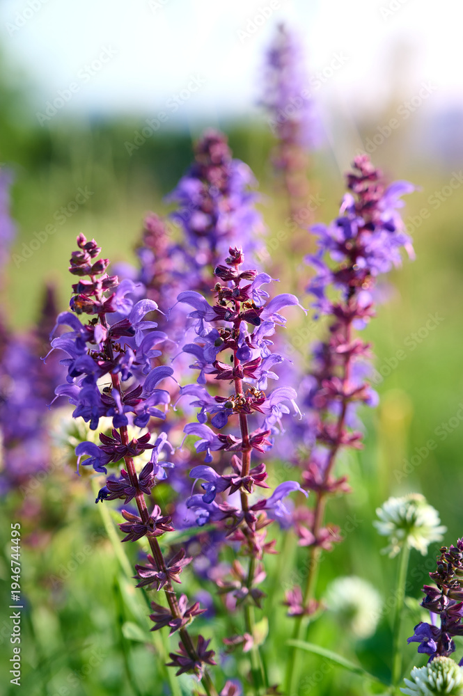 Naklejka premium Closeup blooming wild sage purple flowers.