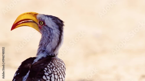 Curious Southern yellow-billed hornbill (Tockus leucomelas) in Chobe National Park, Botswana. Low point of view.