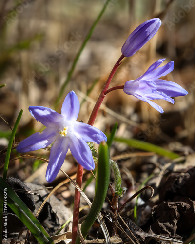 Blüten der Sternhyazinthe
