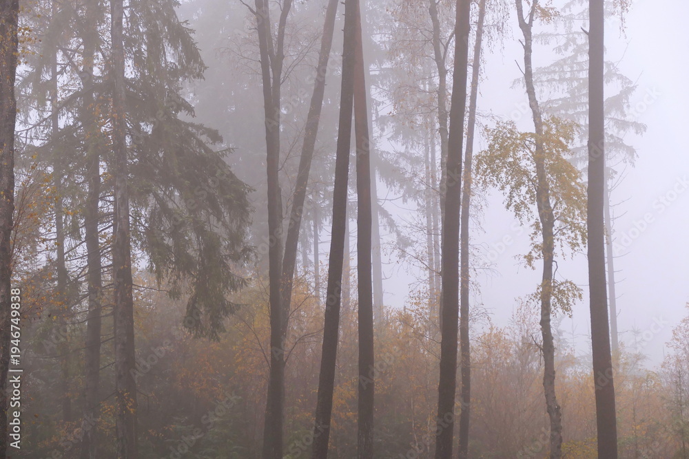 Fototapeta premium Wald im Herbst, neblig