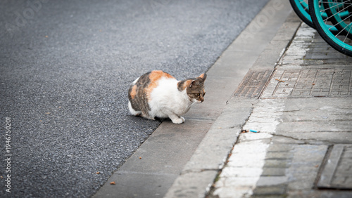 Photography Cute Street Cat sitting on the side of the street (Shanghai, China)