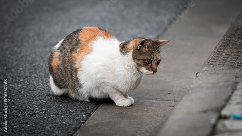 Photography Cute Street Cat sitting on the side of the street (Shanghai, China)