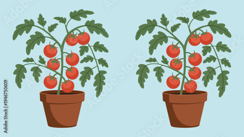 Tomato plants in pots with ripe red tomatoes, green foliage garden plant illustration, home gardening vegetable concept