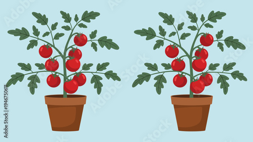 Tomato plants in pots with ripe red tomatoes, green foliage garden plant illustration, home gardening vegetable concept
