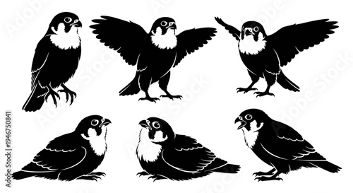 Peregrine Falcon Silhouette Set: Six Poses of Bird of Prey in Flight and Perched