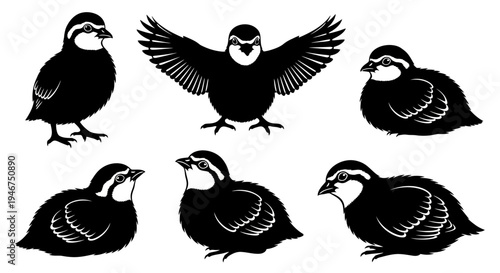 Quail Silhouette Collection: Various Poses of Small Birds
