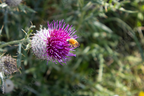 bee on thistle