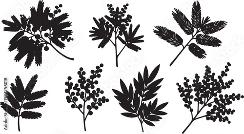 Black Solid Acacia Mimosa Branch Silhouettes Set of Six