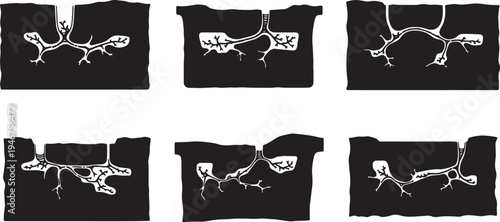 Desert Animal Burrow Cross Sections