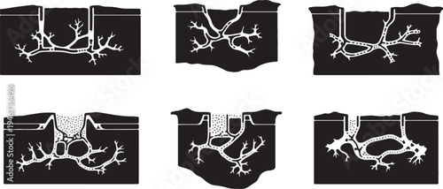 Desert Animal Burrow Cross Sections